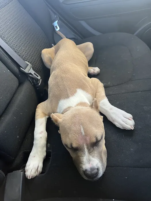 Blue Diamond Animal Hospital Picture 4