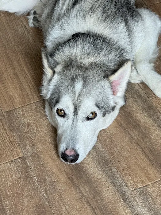 Blue Diamond Animal Hospital Picture 6