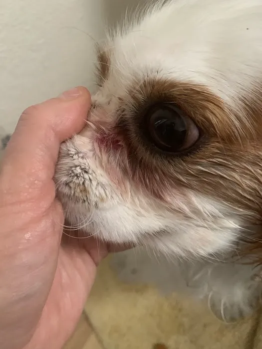 Blue Diamond Animal Hospital Picture 10