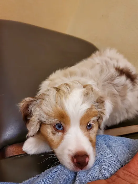 Blue Diamond Animal Hospital Picture 7