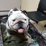 North Bay Animal Hospital