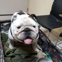 North Bay Animal Hospital ico