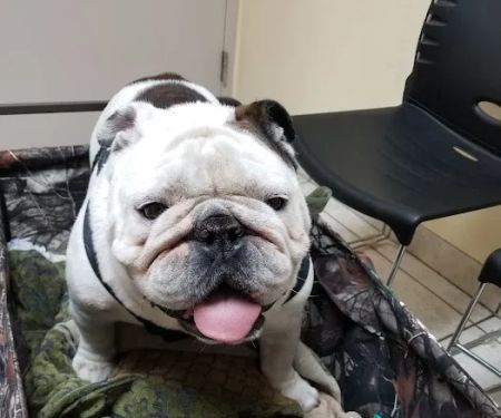 North Bay Animal Hospital