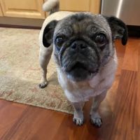 Banfield Pet Hospital ico