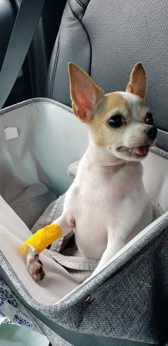 Westchase Veterinary Center and Emergency Picture 1
