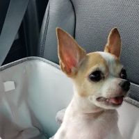 Westchase Veterinary Center and Emergency ico