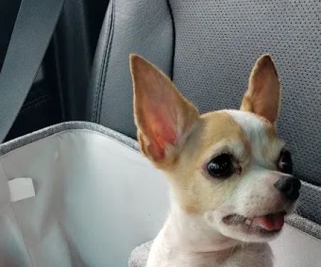 Westchase Veterinary Center and Emergency