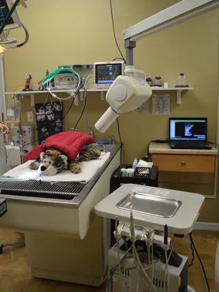 Westchase Veterinary Center and Emergency Picture 7