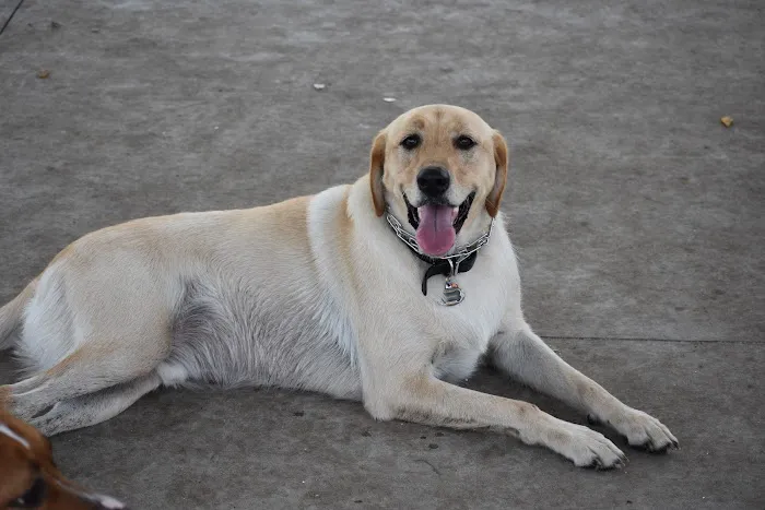 Westchase Veterinary Center and Emergency Picture 9