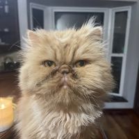 Ehrlich Animal Hospital & Arthritis Therapy Center ico