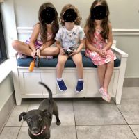 Pebble Creek Animal Hospital ico