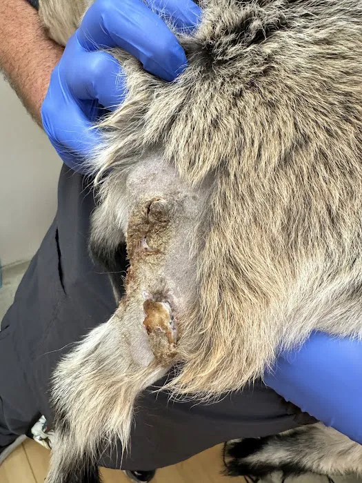 New Tampa Animal Hospital Picture 2