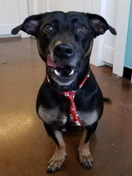 New Tampa Animal Hospital Picture 1