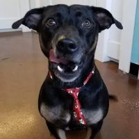 New Tampa Animal Hospital ico