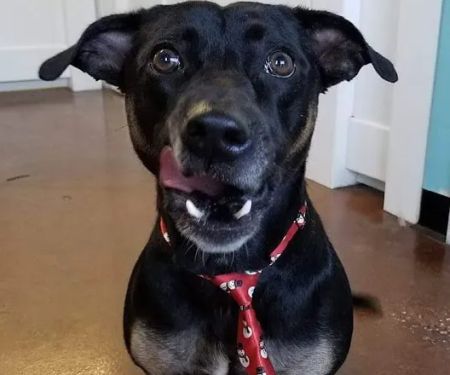 New Tampa Animal Hospital