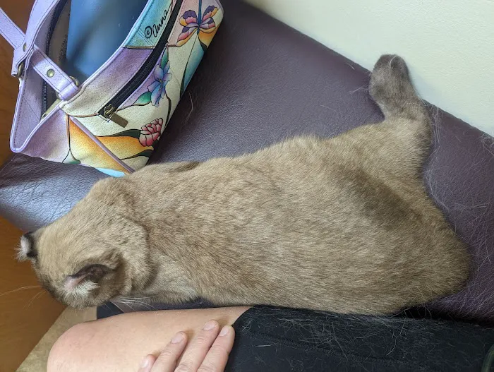 New Tampa Animal Hospital Picture 7