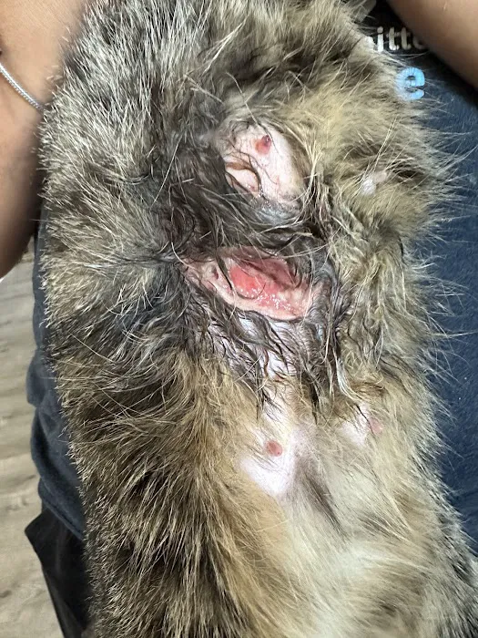 Seven Oaks Pet Hospital Wesley Chapel Picture 9
