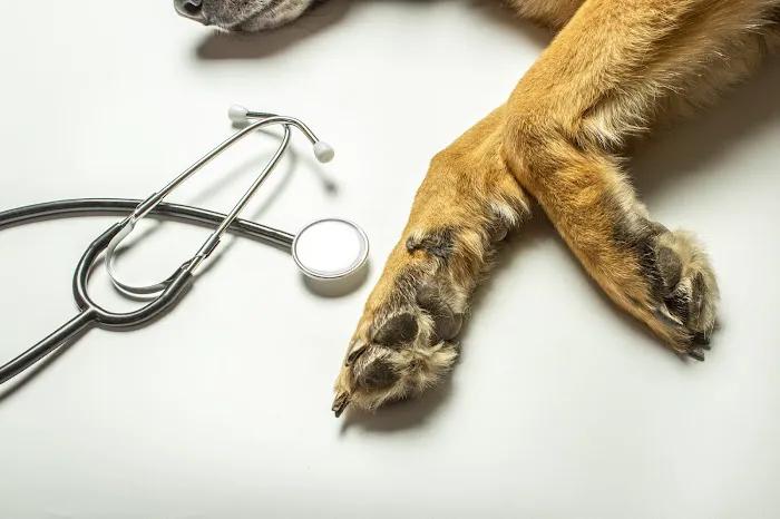 Vetria Pet Wellness & Surgery Center Picture 3