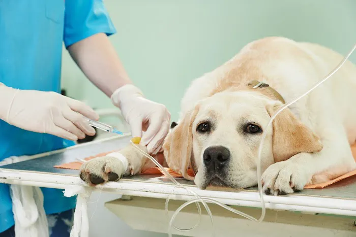 Vetria Pet Wellness & Surgery Center Picture 1