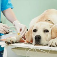 Vetria Pet Wellness & Surgery Center ico