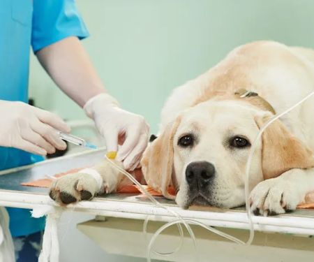 Vetria Pet Wellness & Surgery Center