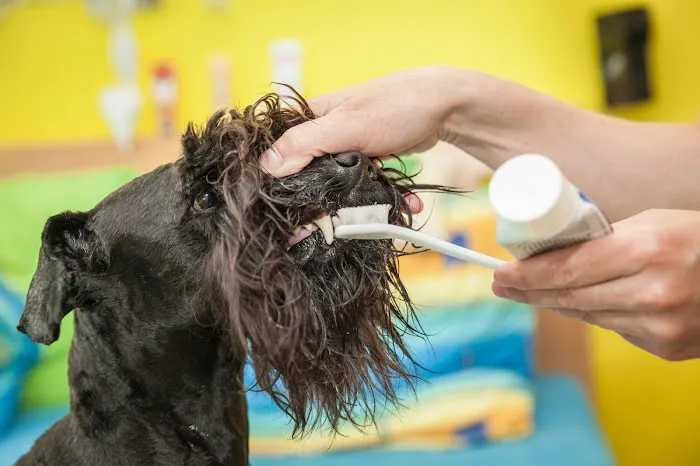 Vetria Pet Wellness & Surgery Center Picture 6