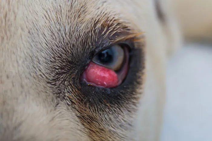 Vetria Pet Wellness & Surgery Center Picture 8