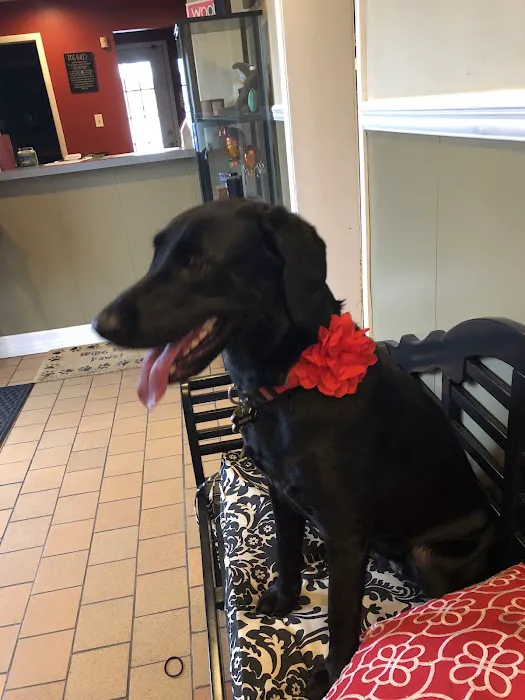 Vetria Pet Wellness & Surgery Center Picture 10