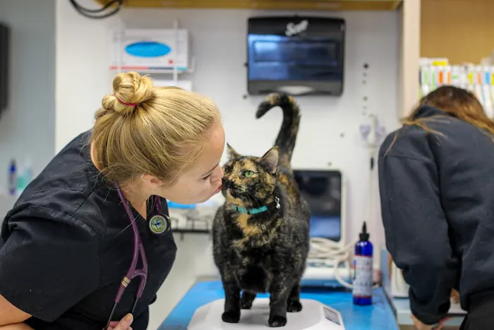 All Creatures Animal Hospital Picture 3
