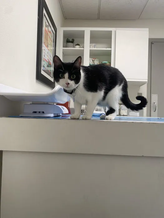 All Creatures Animal Hospital Picture 9