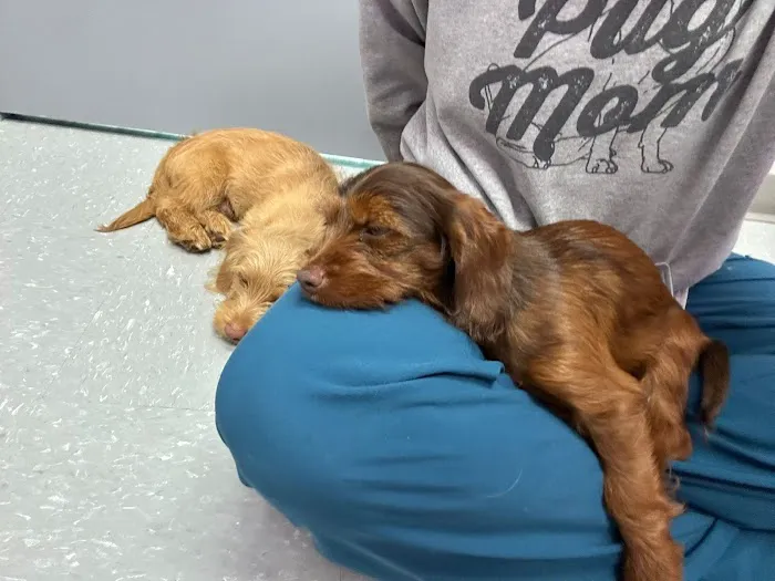 VetCheck Pet Urgent Care Center - Lutz Picture 8