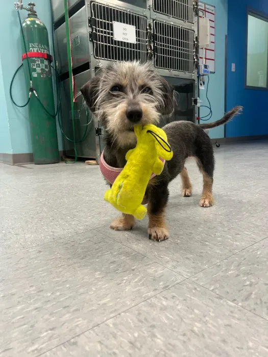 VetCheck Pet Urgent Care Center - Lutz Picture 10