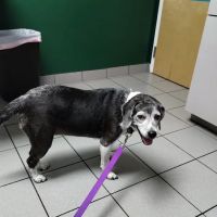 Veterinarian ico