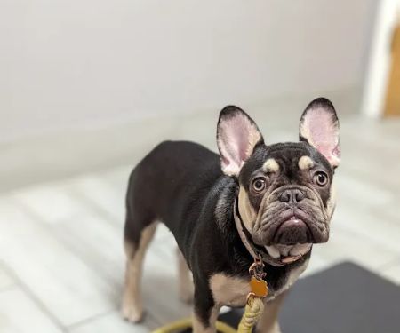 Santa Cruz Animal Clinic