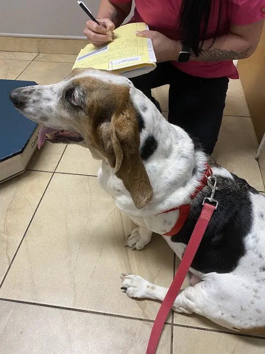 Santa Cruz Animal Clinic Picture 9
