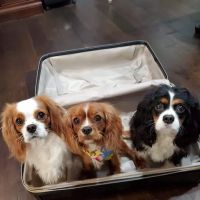 Santa Cruz Animal Clinic: Stanton, Catherine DVM ico