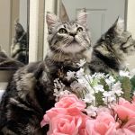 Fetch Specialty & Emergency Veterinary Centers - Brandon, FL