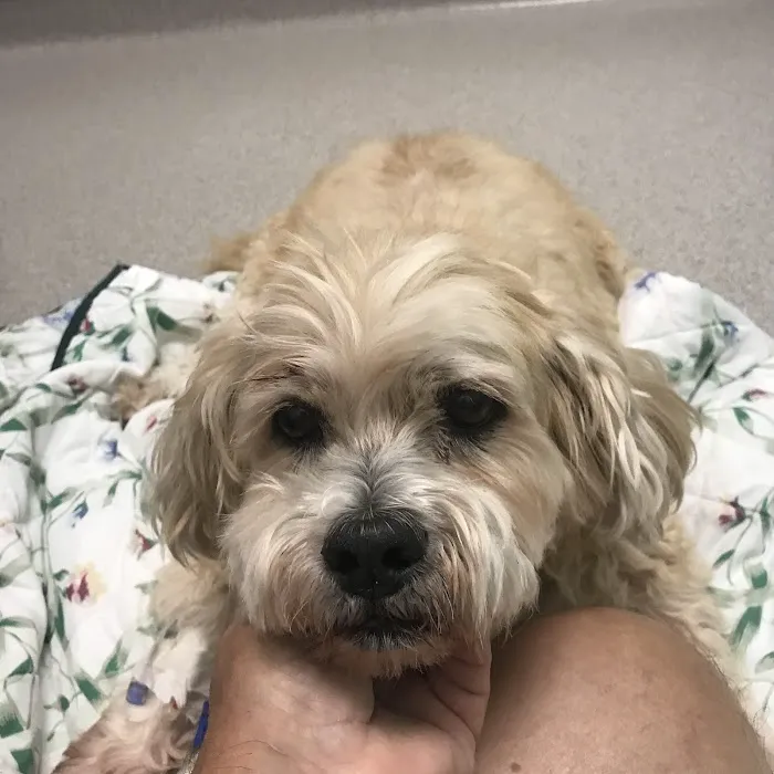 Fetch Specialty & Emergency Veterinary Centers - Brandon, FL Picture 4