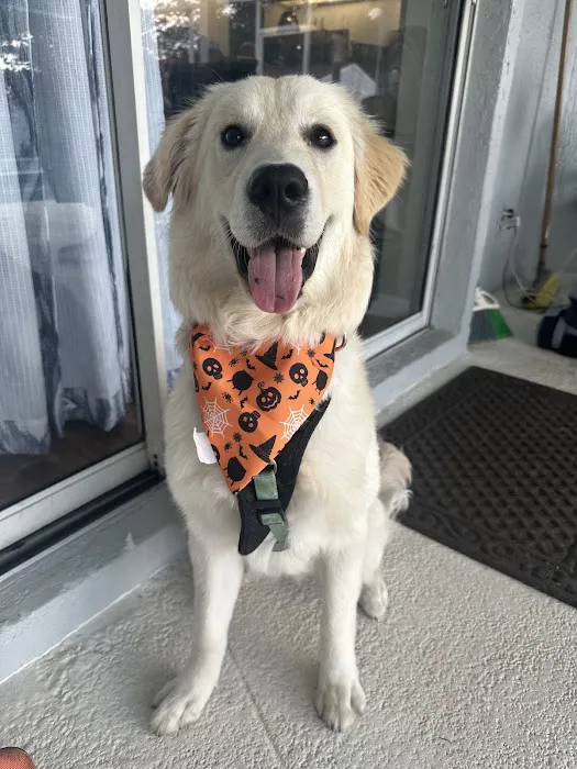Fetch Specialty & Emergency Veterinary Centers - Brandon, FL Picture 7