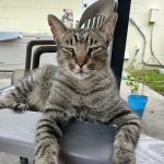Meadowrun Affordable Pet Care