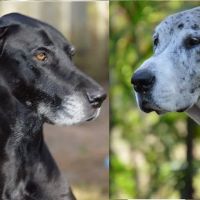 Suncoast Veterinary Clinic ico