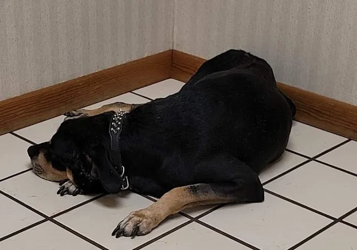 Suncoast Veterinary Clinic Picture 5