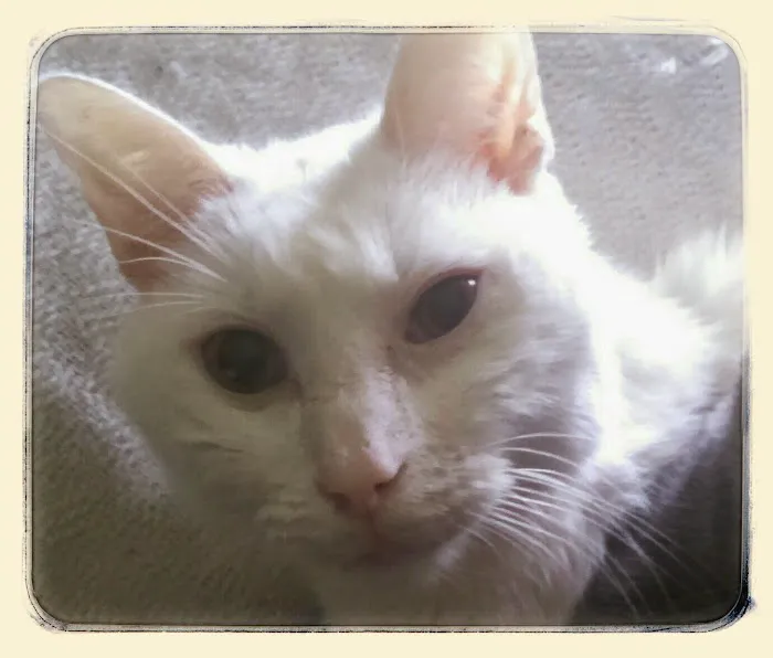 Suncoast Veterinary Clinic Picture 9