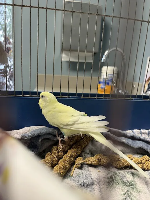 BluePearl Pet Hospital Picture 4