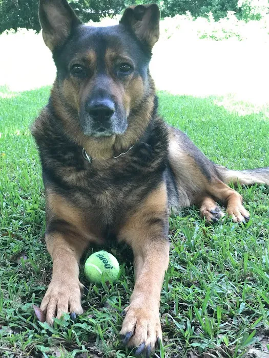 Bell Shoals Animal Hospital Picture 10