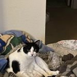 Banfield Pet Hospital