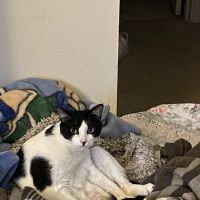 Banfield Pet Hospital ico