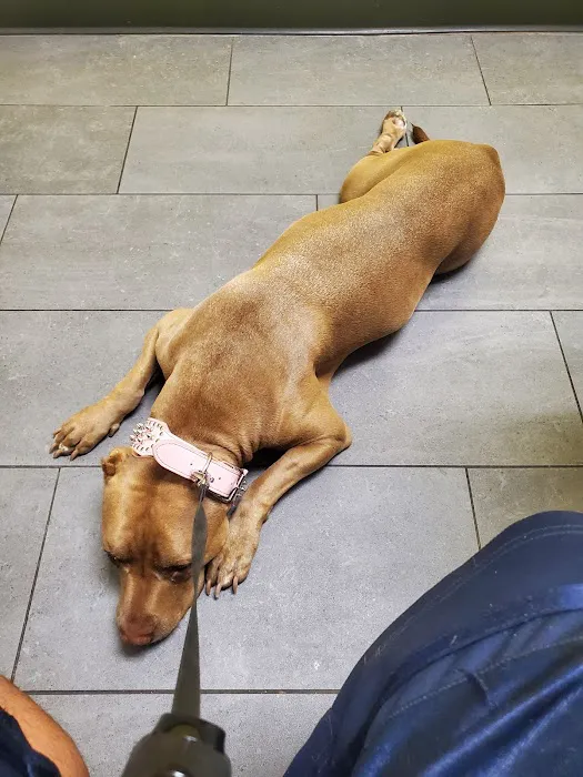 Banfield Pet Hospital Picture 4