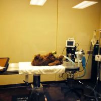 River Mill Animal Hospital - Dr. Tammie Hodge ico