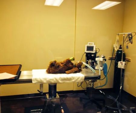 River Mill Animal Hospital - Dr. Tammie Hodge